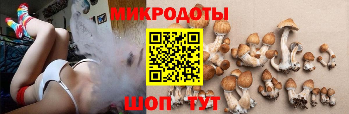Псилоцибиновые грибы Cubensis Белгород